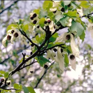 Davidia involucrata