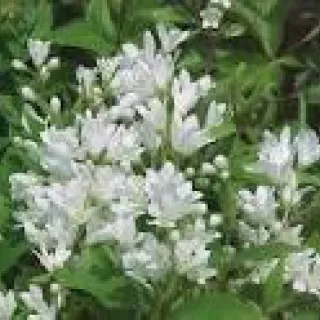 Deutzia gracilis 'Nikko'