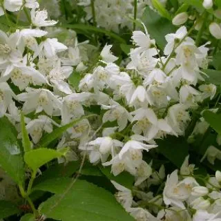 Deutzia gracilis