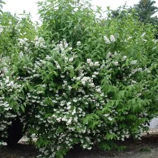 Deutzia s corymbifolia
