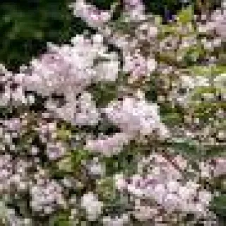 Deutzia scabra 'Pride of Rochester'