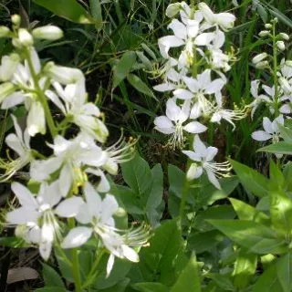 Dictamnus albus 'Albiflorus'