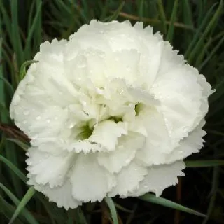 Dianthus (P) 'Haytor White'