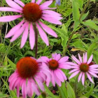 Echinacea purp. 'Magnus superior'