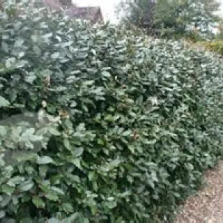 Elaeagnus eb compacta