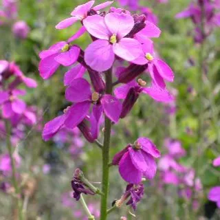 Erysimum 'Bowles Mauve'