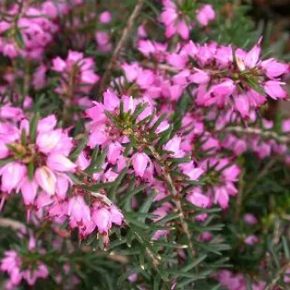 Erica darl. 'Darley Dale' roos