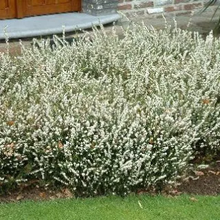 Erica darl. 'Silberschmelze' WIT