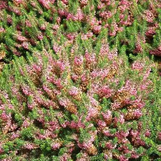 Erica vagans 'Mrs D.F. Maxwell'