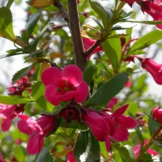 Escallonia 'pink Ellen'