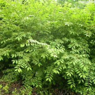 Euonymus alatus 'Compactus'