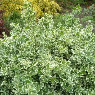 Euonymus fort. 'Emerald Gaiety'
