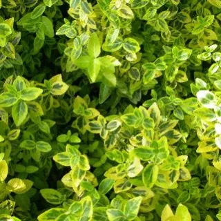 Euonymus fort. 'Emerald 'n Gold'