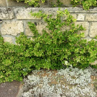 Euonymus fort. radicans