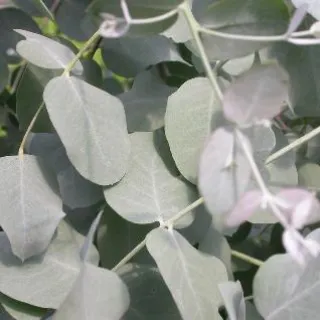 Eucalyptus gunnii