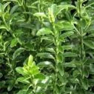 Euonymus jap. 'Microphylla'