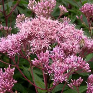 Eupatorium mac. 'Purple Bush'