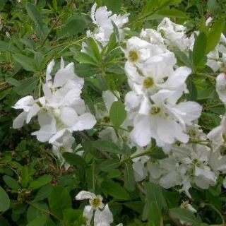 Exochorda mac. NIAGARA