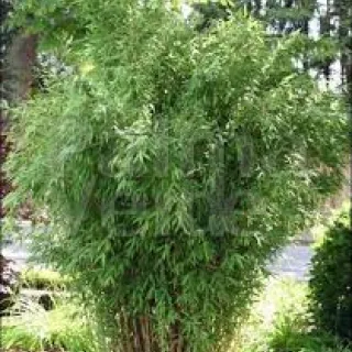 Fargesia robusta 'Campbell'