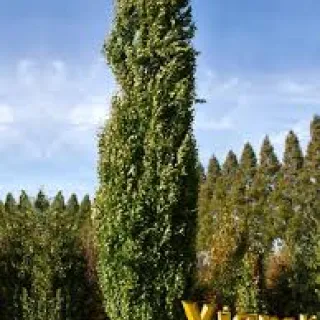 Fagus sylv. 'Iskander' ZUIL