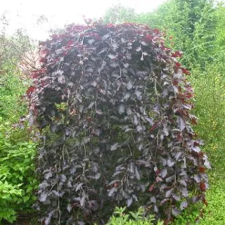 Fagus sylv. 'Purpurea Pendula'