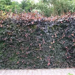 Fagus sylv. 'Purpurea'