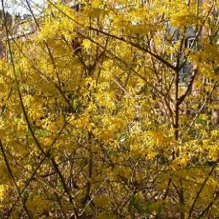 Forsythia interm. 'Lynwood'