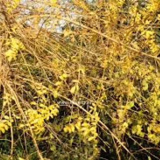 Fraxinus exc. 'Aurea Pendula'