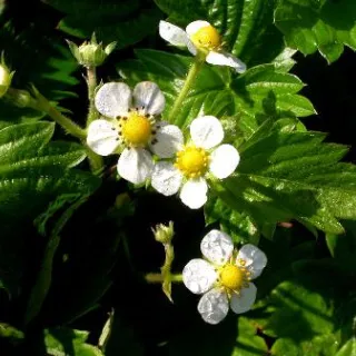 Fragaria vesca 'Alexandria'