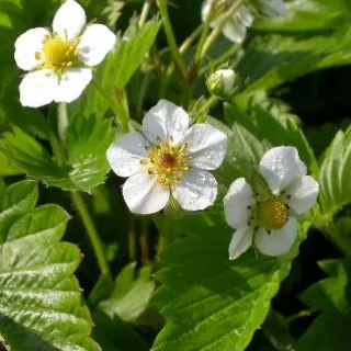 Fragaria vesca