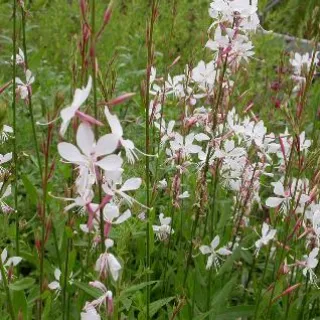 Gaura lindh. 'Whirling Butterflies'