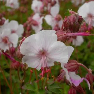 Geranium cant. 'Biokovo'
