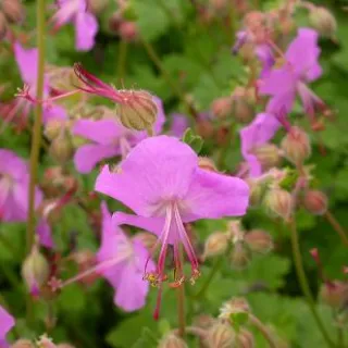 Geranium cant. 'Karmina'