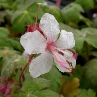 Geranium macr. 'Spessart'