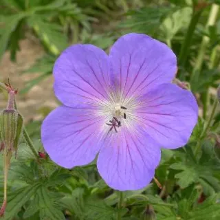 Geranium 'Rozanne'