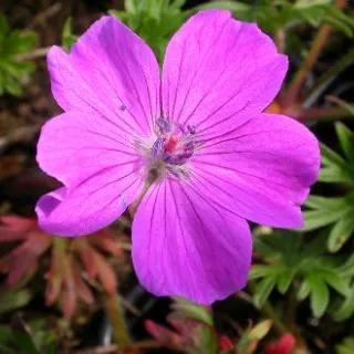 Geranium sanguineum ROOS