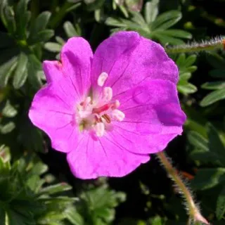 Geranium sang. 'Max Frei'
