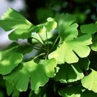 Ginkgo biloba