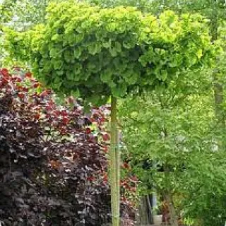 Ginkgo biloba 'Mariken'