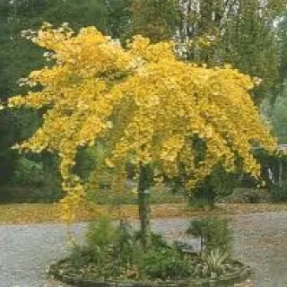 Ginkgo biloba 'Pendula'