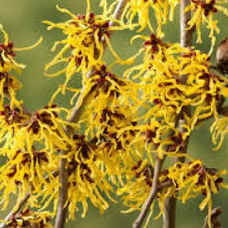 Hamamelis interm. 'Arnold Promise'