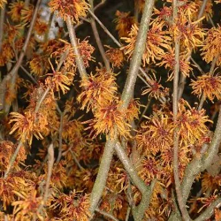 Hamamelis interm. 'Diane' rood