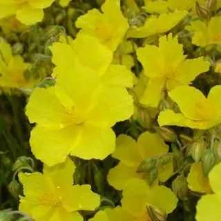 Helianthemum 'Golden Queen'