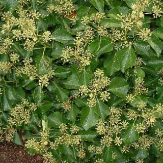 Hedera helix 'Arborescens'