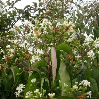 Heptacodium miconioides