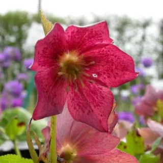 Helleborus or pretty ellen Purple