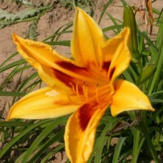Hemerocallis 'Sammy Russell'