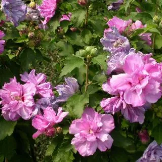 Hibiscus syr. 'Ardens'
