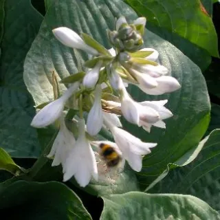 Hosta sieb. 'Elegans'