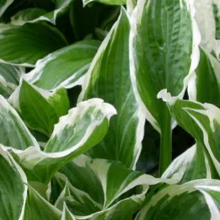 Hosta und. 'Albomarginata'